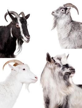 Group of goats isolated on the white background