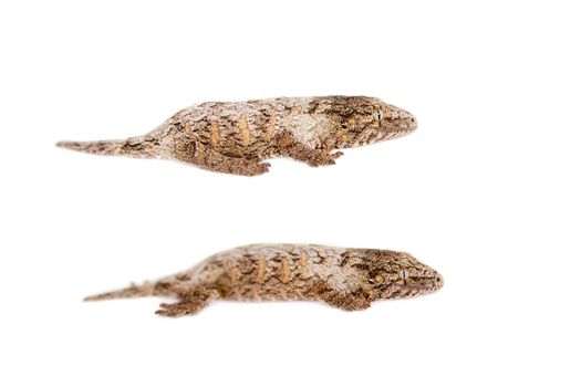The New Caledonian giant gecko or Leach's giant gecko, Rhacodactylus leachianus isolated on white