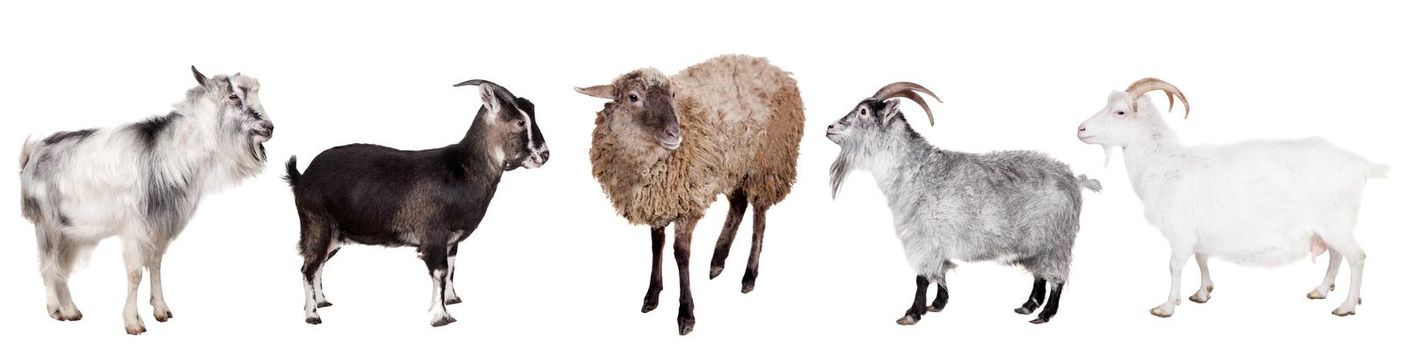 Group of goats isolated on the white background