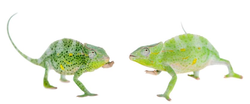 Usambara giant three-horned chameleon, Chamaeleo deremensis, female isolated on white