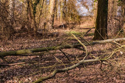 A forest path is blocked by fallen branches and trees