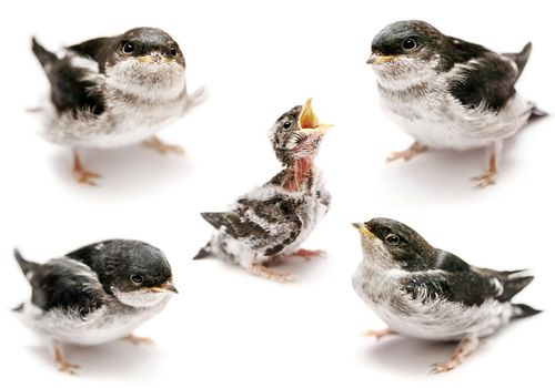 Baby bird of Sand Martin swallow, Riparia riparia, isolated on white