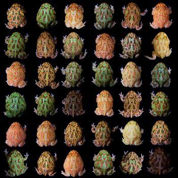 The chachoan horned frogs set, Ceratophrys cranwelli, isolated on black background