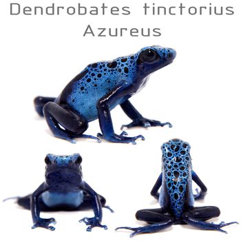 Blue Poison Dart Frog, Dendrobates tinctorius Azureus, on white background.