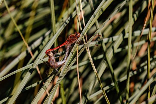 Two adult dragonflies are found mating on a green leaf stem