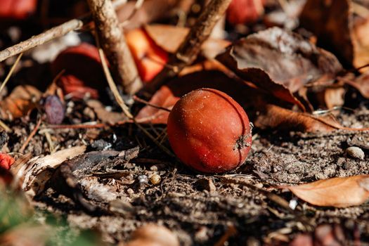 A small apple lies on the dirty floor and will rot to itself