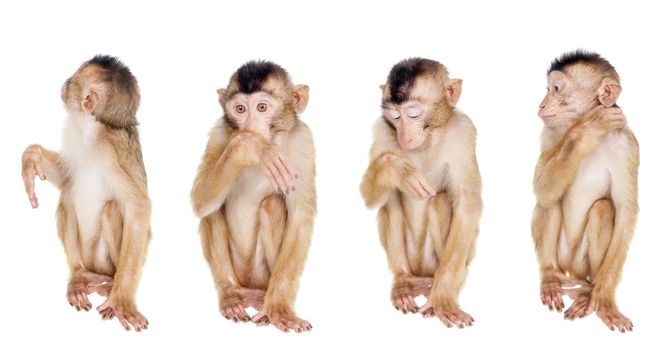 Juvenile Pig-tailed Macaque, Macaca nemestrina, isolated on white