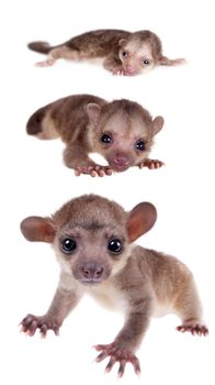 Kinkajou, Potos flavus, grow up baby isolated on white background