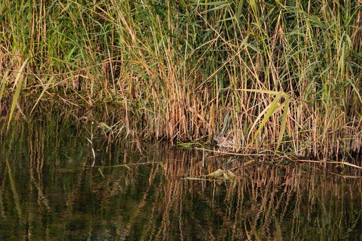 A nutria on a stagnant body of water with lots of grass and reeds in Germany