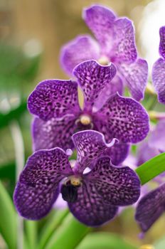 close up branch of purple orchid wanda with selective focus, orchid flower at The Orchideen Hoeve Netherlands, floral vibrant plants background, High quality photo .