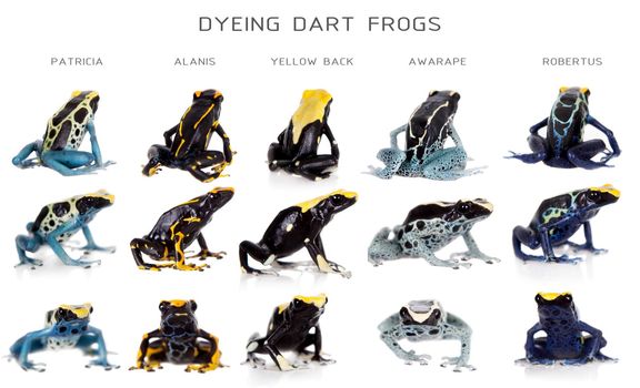 Dyeing poison dart frogs set, Dendrobates tinctorius, isolated on white background