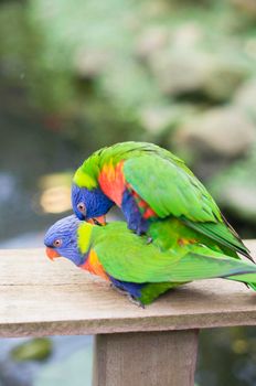 bright multicolored rainbow lorikeet parrot, make love, produce chicks, close-up, natural background. High quality photo