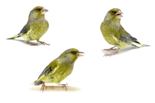 European Greenfinch isolated on a white background, carduelis chloris