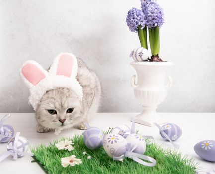 funny kitten in a hat with easter bunny ears, lilac hyacinths in a vase and eggs. High quality photo