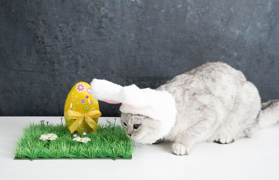 cat with rabbit ears, easter bunny and yellow egg on green grass. High quality photo