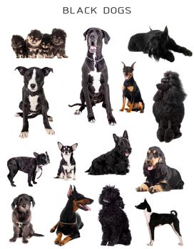 Black dogs set isolated on white background