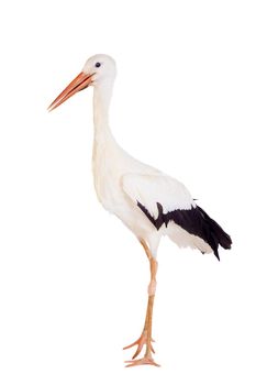 White Stork - Ciconia ciconia. Isolated on white.