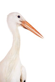 White Stork - Ciconia ciconia. Isolated on white.