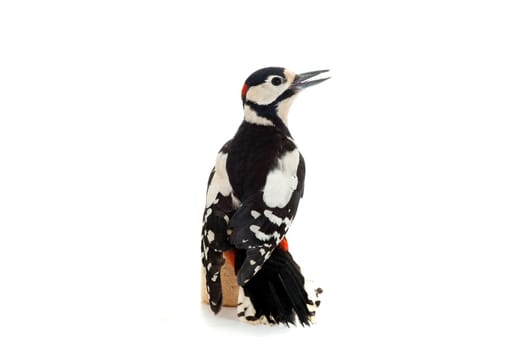 Great Spotted Woodpecker isolated on white background - Dendrocopos major