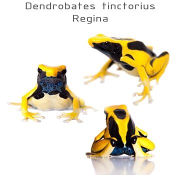 Regina Blue Dyeing Poison Dart Frogling, Dendrobates tinctorius, on white background.