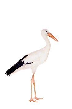 White Stork - Ciconia ciconia. Isolated on white.