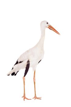 White Stork - Ciconia ciconia. Isolated on white.