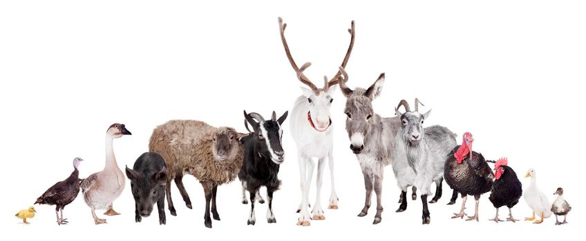 Group of farm animals isolate on the white background