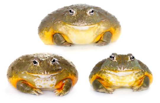 The African bullfrog, Pyxicephalus adspersus, isolated on white background