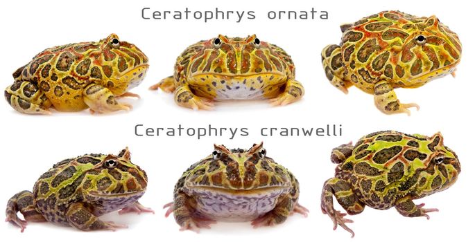 The horned frogs set, isolated on white background