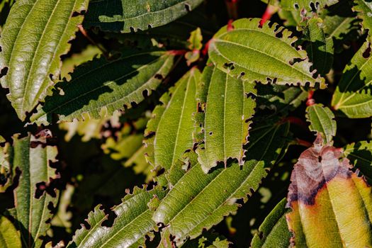 Insect-eaten leaves in the sunlight