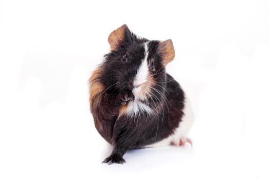 Guinea Pig, isolated on the white background