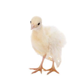 White Indian peafowl chicken, Pavo cristatus, isolated on white background