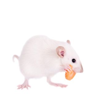 White laboratory rat eating carrot isolated on white background