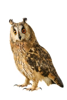 Long-eared Owl isolated on the white background, Asio otus
