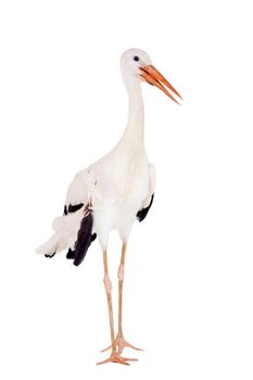 White Stork - Ciconia ciconia. Isolated on white.
