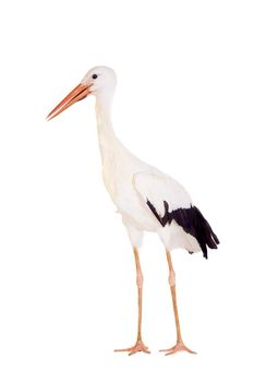 White Stork - Ciconia ciconia. Isolated on white.