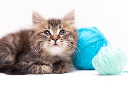 Striped cat with blue balls, skeins of thread on a white bed. An article about kittens. An article about pets. A curious little kitten looking into the camera. Cat