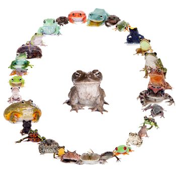 Frogs set in circle isolated on white background