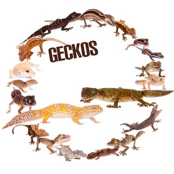 The Geckos set in circle isolated on white background