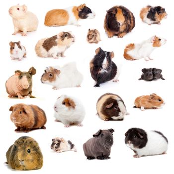 Guinea pigs isolated on the white background