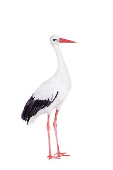 White Stork - Ciconia ciconia. Isolated on white.