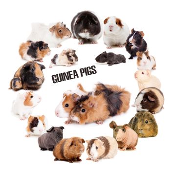Guinea pigs in circle isolated on the white background
