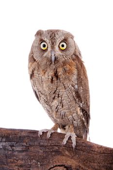 The European scops owl, Otus scops, isolated on white