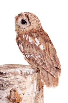 Tawny or Brown Owl, Strix aluco, isolated on the white background