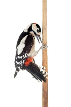 Great Spotted Woodpecker isolated on white background - Dendrocopos major