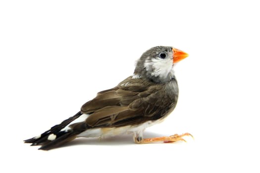 Zebra Finch in front of a white background