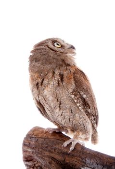 The European scops owl, Otus scops, isolated on white