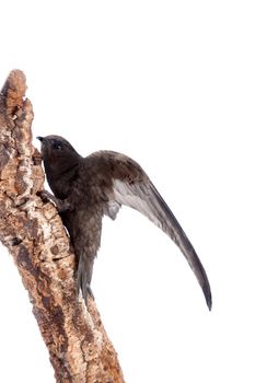 The baby bird of Common Swift, Apus apus, isolated on white