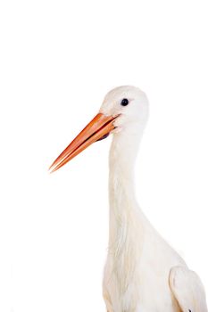 White Stork - Ciconia ciconia. Isolated on white.