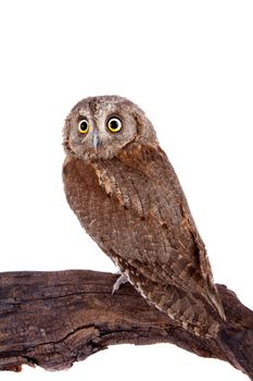 The European scops owl, Otus scops, isolated on white